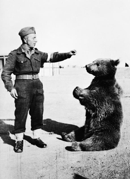 二战棕熊士兵纪录片图片